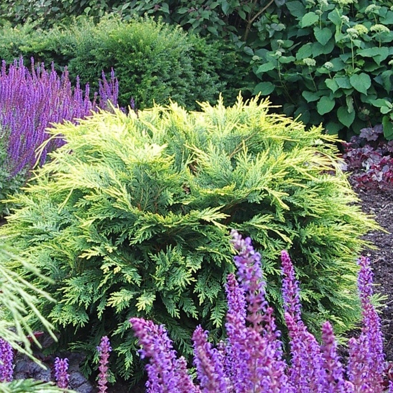 Ädelcypress – Chamaecyparis lawsoniana 'Sunkist' - C3 25-30 CM